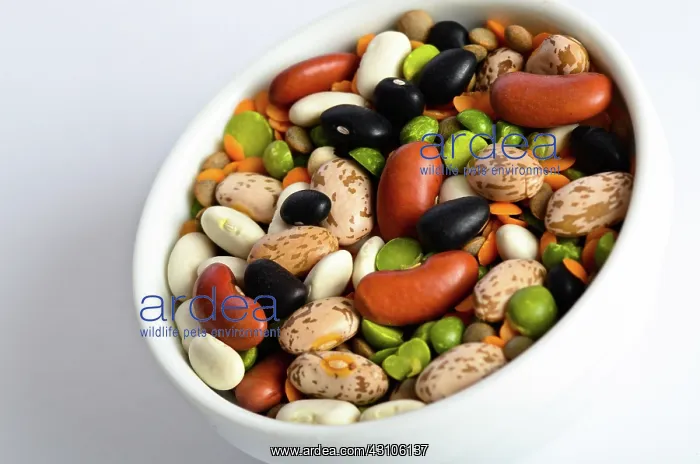 : Assortment of Beans and Lentils : Assortment of Beans and Lentils