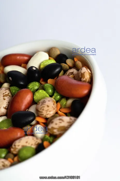: Assortment of Beans and Lentils : Assortment of Beans and Lentils