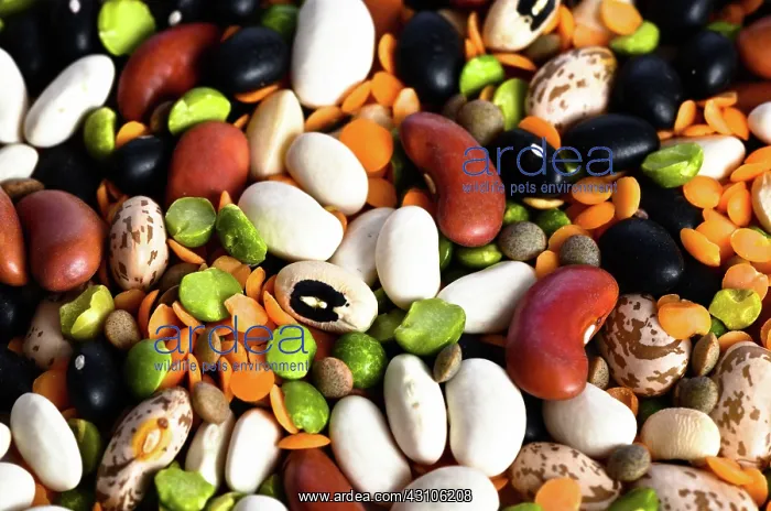 : Assortment of Beans and Lentils : Assortment of Beans and Lentils