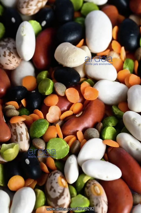 : Assortment of Beans and Lentils : Assortment of Beans and Lentils