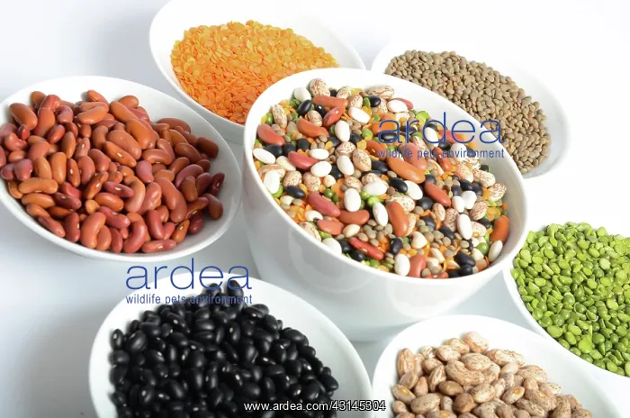 : Assortment of Beans and Lentils : Assortment of Beans and Lentils