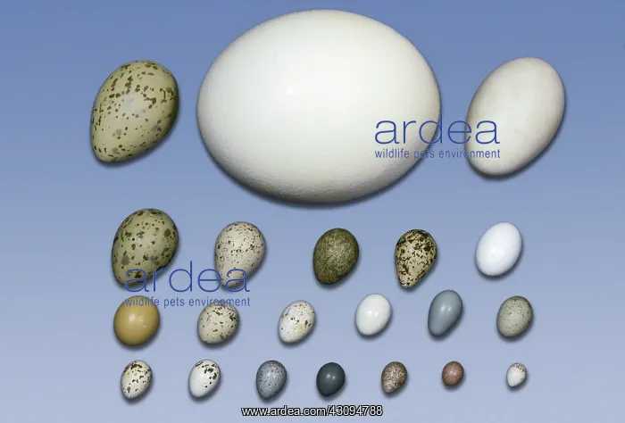  : Assortment of bird eggs