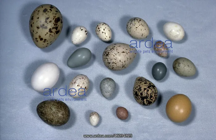 : Assortment of bird eggs : Assortment of bird eggs