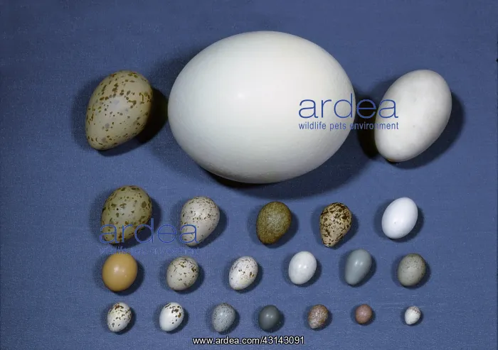  : Assortment of bird eggs