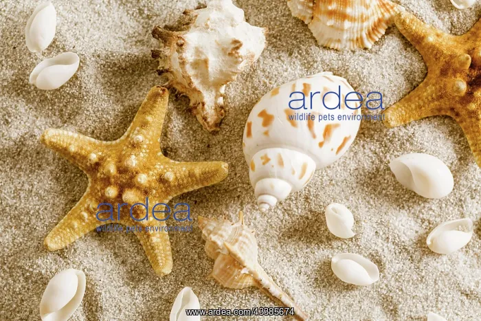 : Assortment of natural seashells on sand. Concept of holiday : Assortment of natural seashells on sand. Concept of holiday