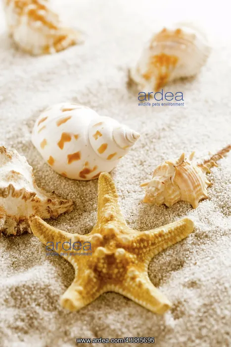 : Assortment of natural seashells on sand. Concept of holiday : Assortment of natural seashells on sand. Concept of holiday