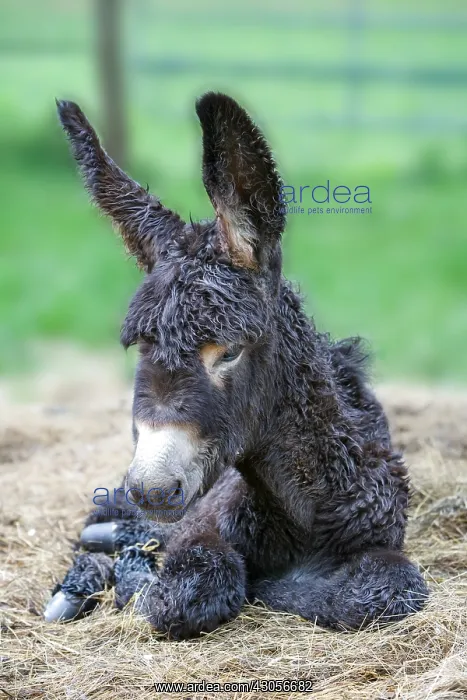  : Ass's foal of Poitou lying in a meadow at spring France