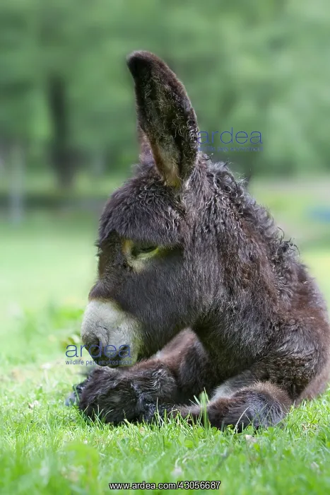 : Ass's foal of Poitou lying in a meadow at spring France : Ass's foal of Poitou lying in a meadow at spring France
