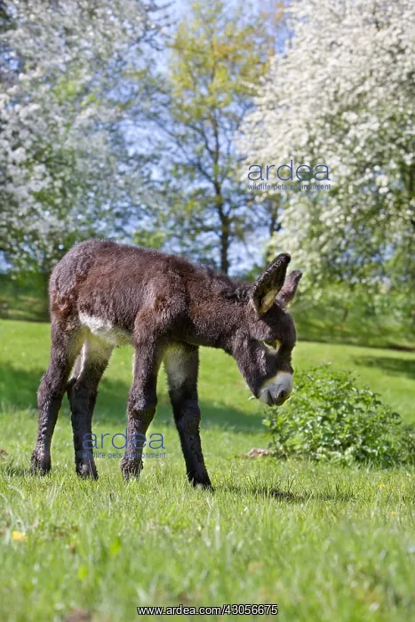 : Ass's foal of Poitou in a meadow in the spring France : Ass's foal of Poitou in a meadow in the spring France