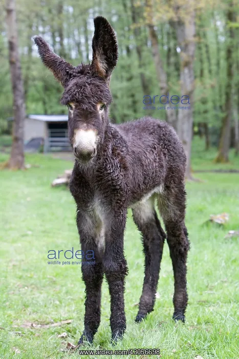 : Ass's foal of Poitou in a meadow in the spring France : Ass's foal of Poitou in a meadow in the spring France