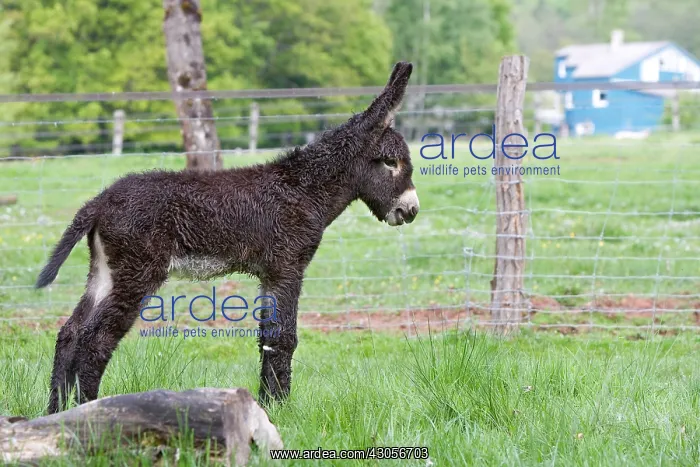: Ass's foal of Poitou in a meadow in the spring France : Ass's foal of Poitou in a meadow in the spring France