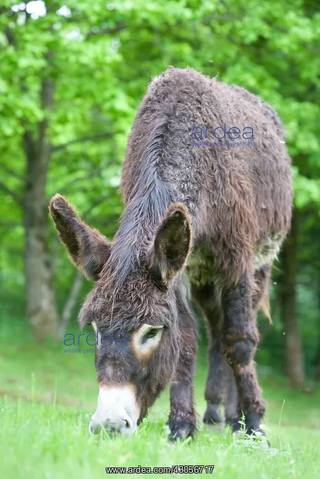 : Ass's foal of Poitou in a meadow in the spring France : Ass's foal of Poitou in a meadow in the spring France