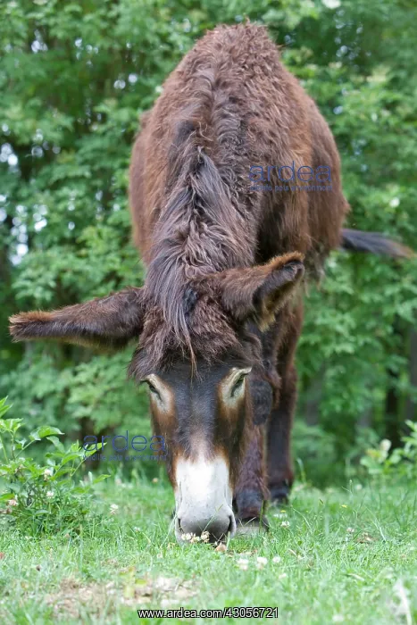 : Ass's foal of Poitou in a meadow in the spring France : Ass's foal of Poitou in a meadow in the spring France