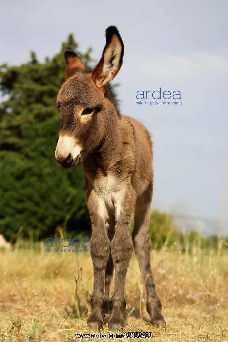 : Ass's Foal resting in a field : Ass's Foal resting in a field