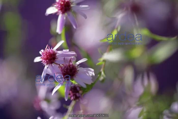 : Aster : Aster