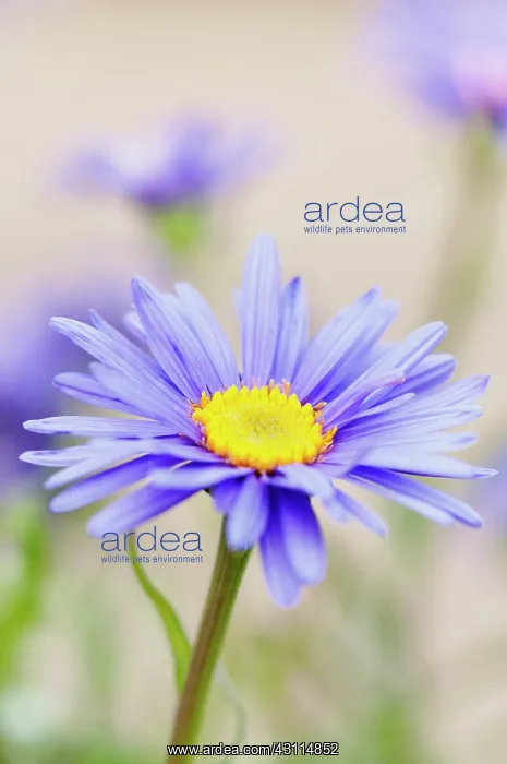 : Aster alpinus, Blue alpine daisy, Blue, Perennial, Alpine, S : Aster alpinus, Blue alpine daisy, Blue, Perennial, Alpine, S