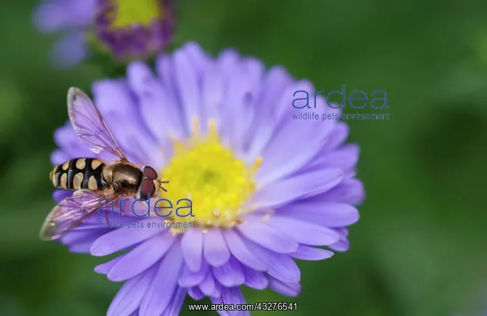 : Aster, Aster cultivar, Mauve subject : Aster, Aster cultivar, Mauve subject
