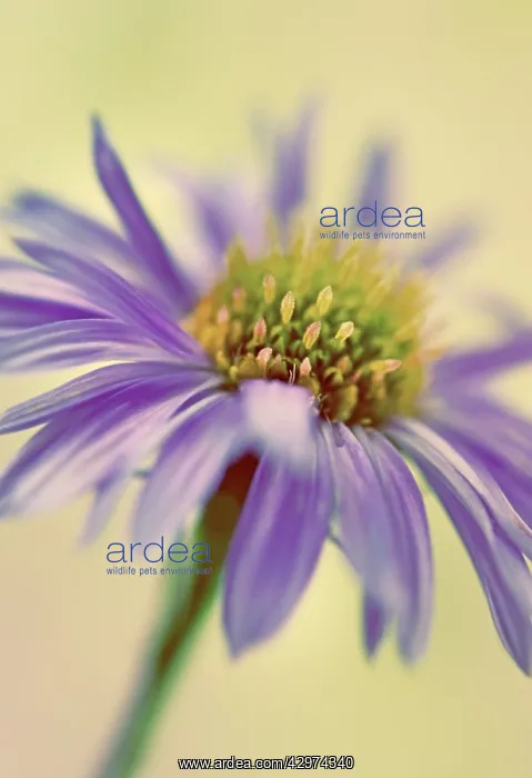 : Aster, Aster Michaelmas daisy : Aster, Aster Michaelmas daisy