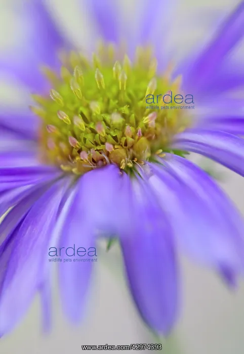 : Aster, Aster Michaelmas daisy : Aster, Aster Michaelmas daisy