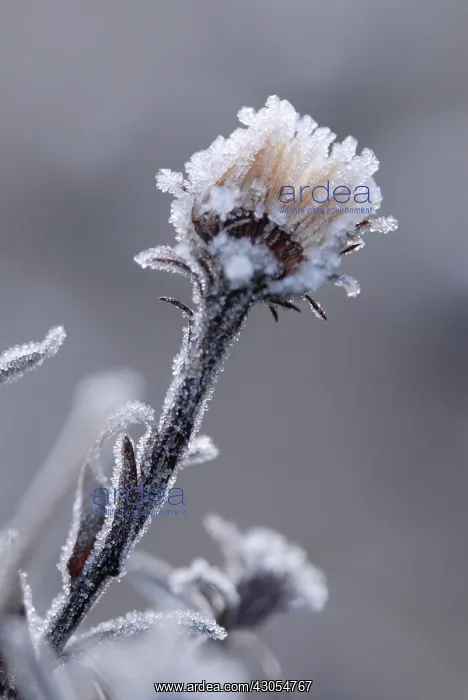 : Aster, Aster Michaelmas daisy : Aster, Aster Michaelmas daisy