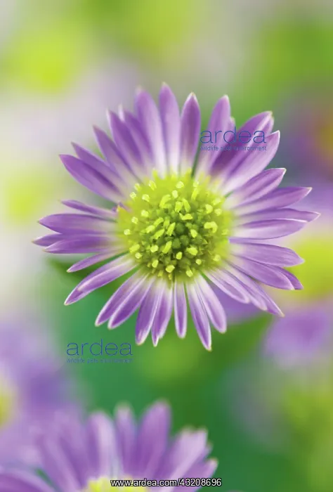 : Aster, Aster Michaelmas daisy : Aster, Aster Michaelmas daisy