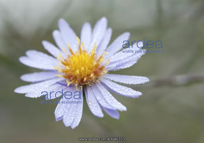 : Aster, Aster novi-belgii : Aster, Aster novi-belgii