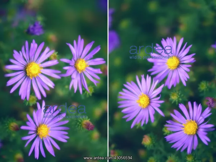  : Aster, Aster novi-belgii