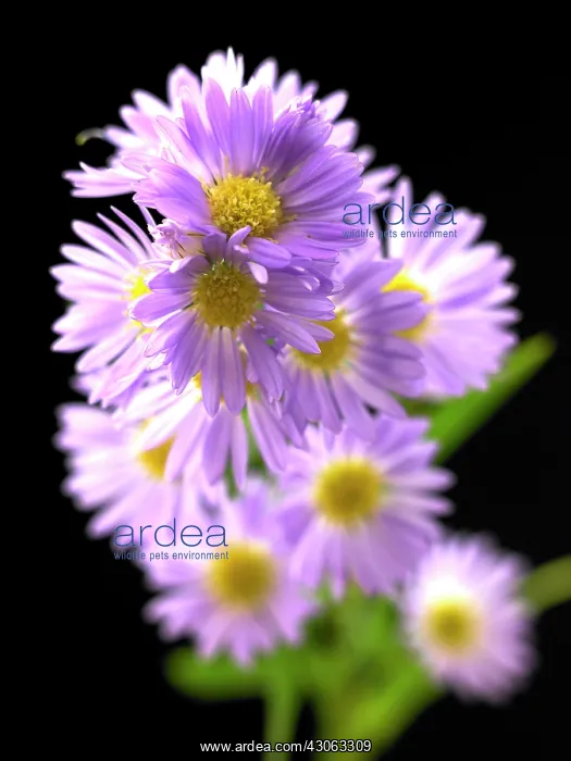 : Aster, Aster novi-belgii : Aster, Aster novi-belgii