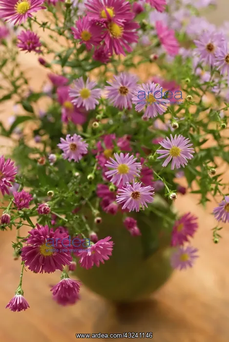 : Aster, Aster novi-belgii : Aster, Aster novi-belgii