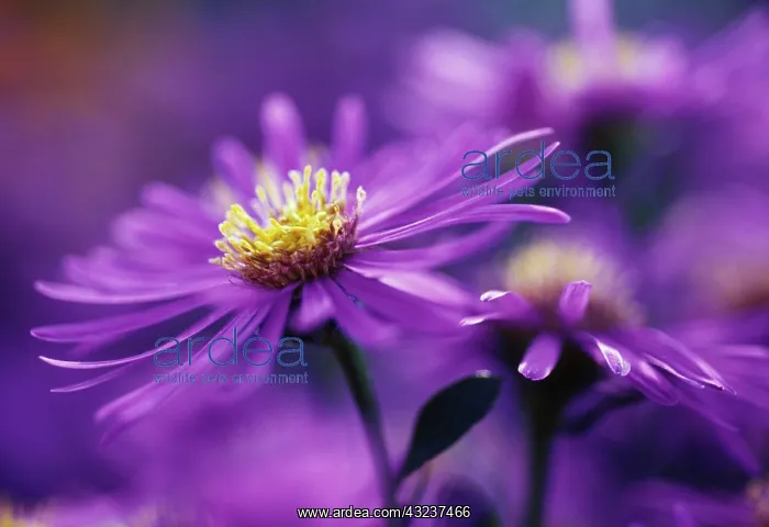 : Aster, Aster sonara : Aster, Aster sonara