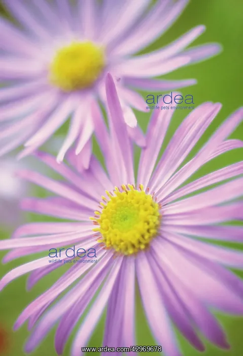 : Aster, Aster x frikartii : Aster, Aster x frikartii