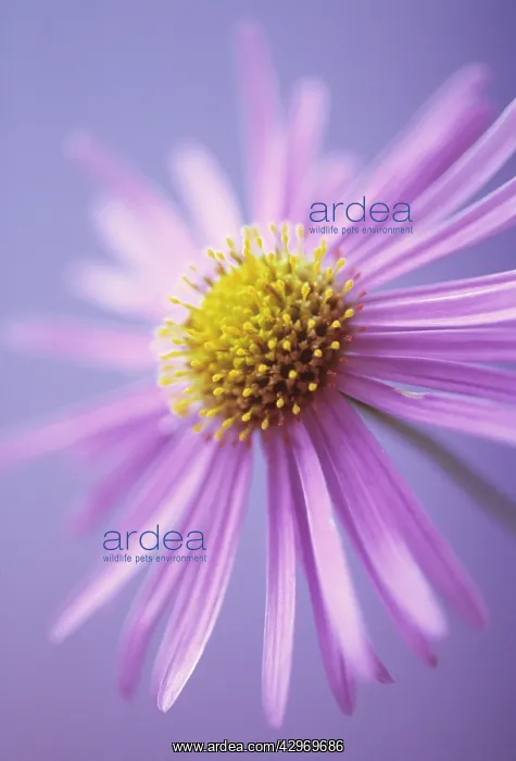: Aster, Aster x frikartii : Aster, Aster x frikartii