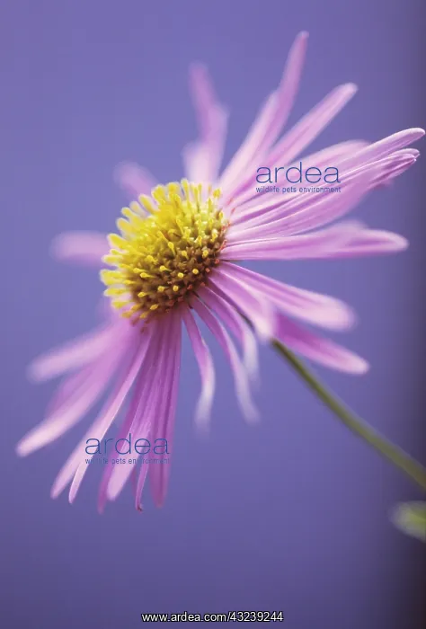 : Aster, Aster x frikartii : Aster, Aster x frikartii