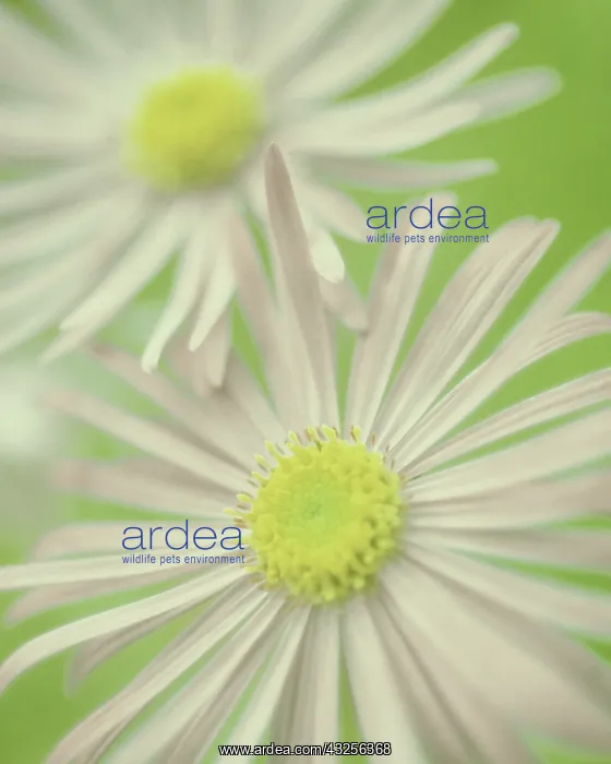 : Aster, Aster x frikartii : Aster, Aster x frikartii