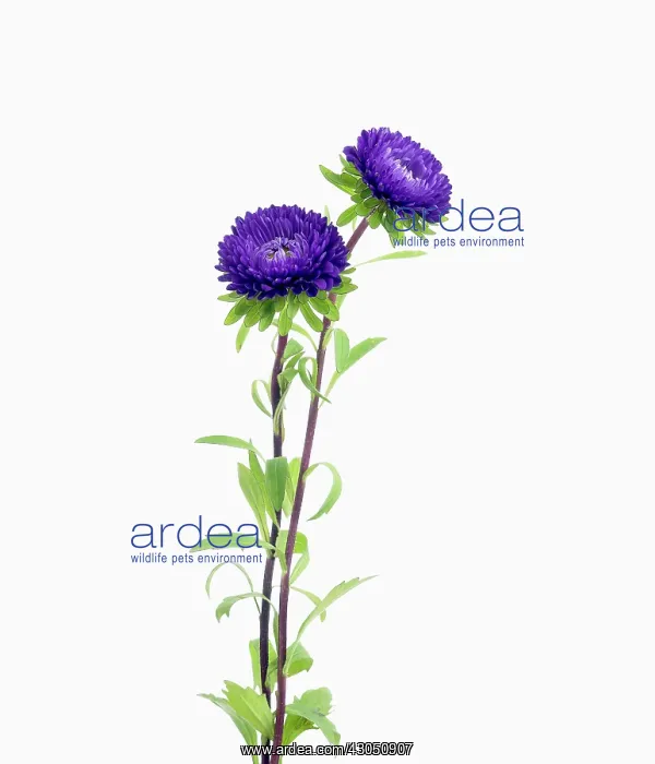 : Aster, Callistephus chinensis Matsumoto, China aster : Aster, Callistephus chinensis Matsumoto, China aster