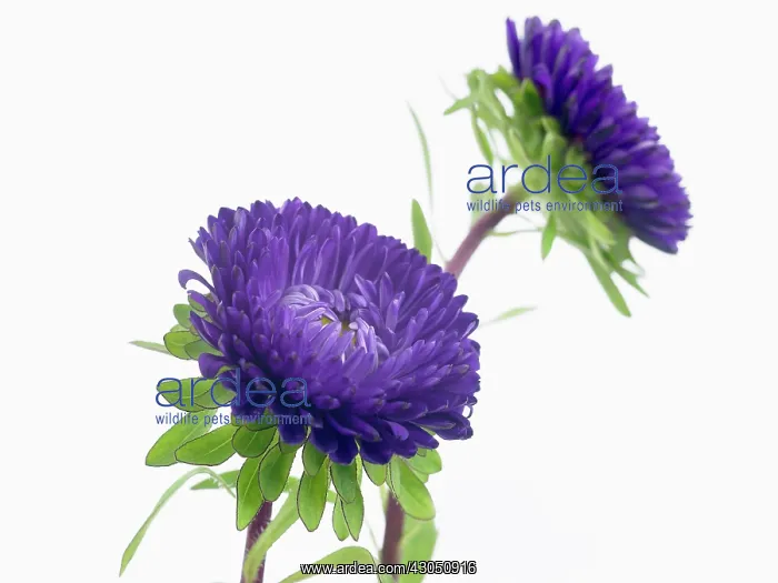 : Aster, Callistephus chinensis Matsumoto, China aster : Aster, Callistephus chinensis Matsumoto, China aster