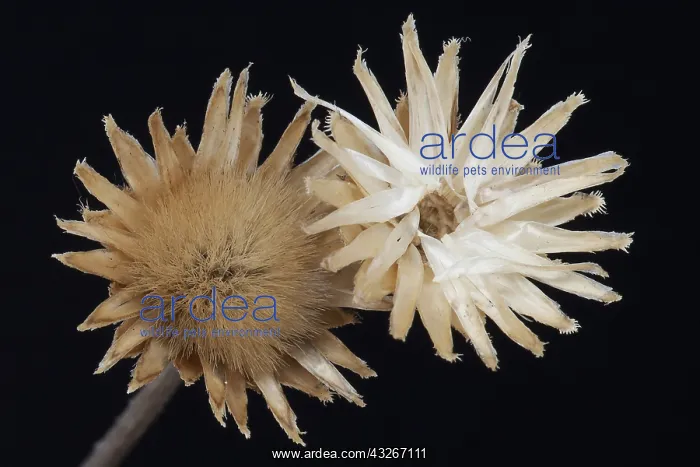 : Aster, Cream subject, Black background : Aster, Cream subject, Black background