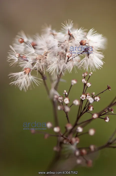 : Aster, Flat-topped Aster, Doellingeria umbellata : Aster, Flat-topped Aster, Doellingeria umbellata
