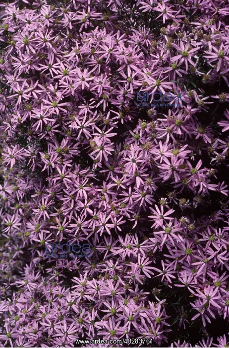 : ASTER - Michaelmas Daisy : ASTER - Michaelmas Daisy
