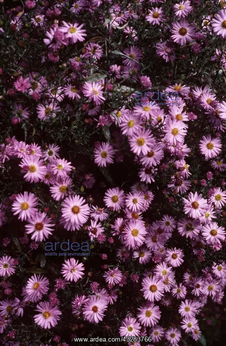 : ASTER - Michaelmas Daisy : ASTER - Michaelmas Daisy