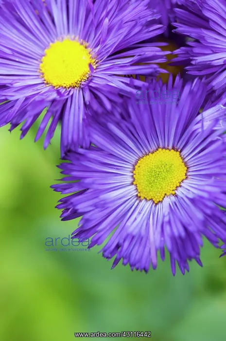 : Aster novi-belgii Chequers, 2 open flowers : Aster novi-belgii Chequers, 2 open flowers