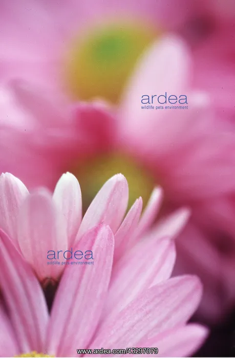 : ASTER - soft focus : ASTER - soft focus
