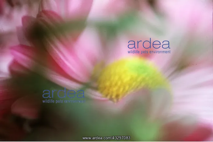 : ASTER - species hybrid, soft focus : ASTER - species hybrid, soft focus