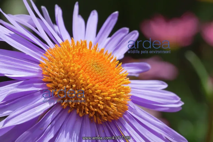 : Aster tongolensis Berggarten, Close up of mauve : Aster tongolensis Berggarten, Close up of mauve