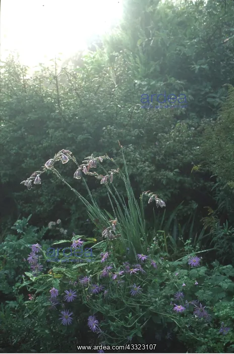 : ASTER x FRIKARTI hybrid : ASTER x FRIKARTI hybrid