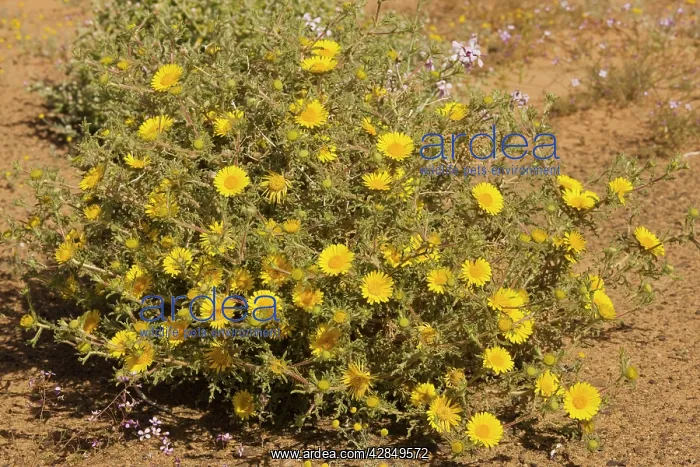 : Asteriscus graveolens : Asteriscus graveolens