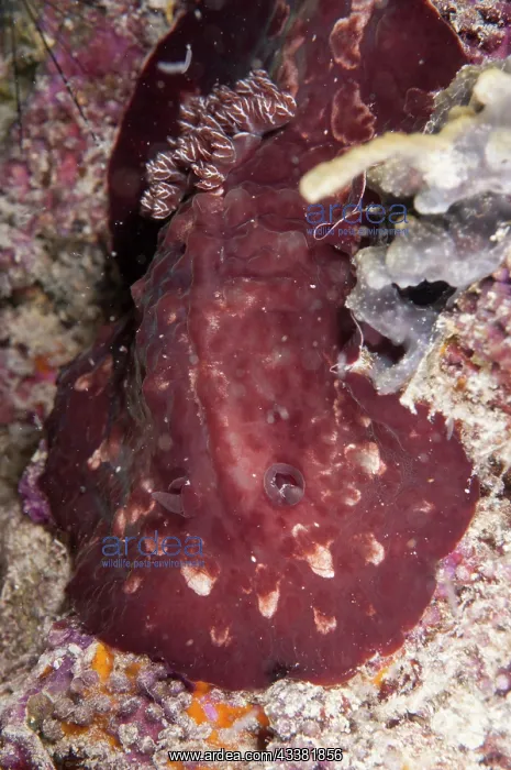 : Asteronotus Nudibranch : Asteronotus Nudibranch