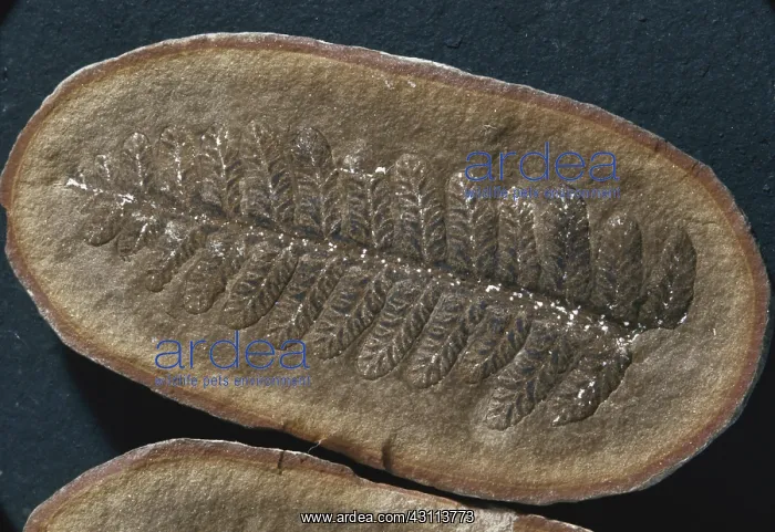 : Asterotheca Fossil : Asterotheca Fossil