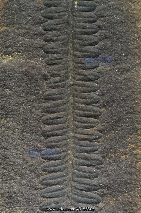 : Asterotheca Fossil : Asterotheca Fossil