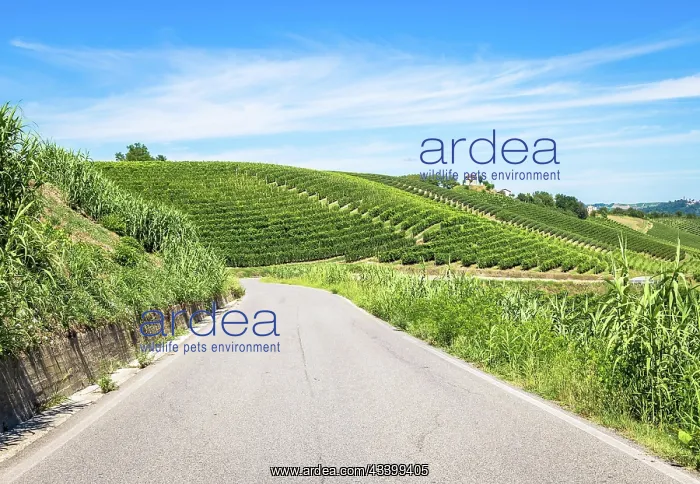 : ASTI, ITALY - CIRCA AUGUST 2020: Piedmont hills : ASTI, ITALY - CIRCA AUGUST 2020: Piedmont hills